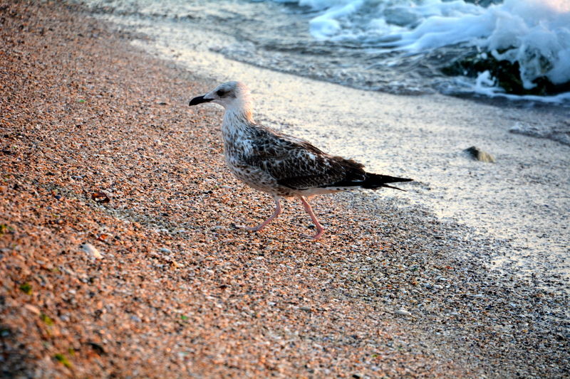Vox Maris Grand Resort (Adults Only) Costinesti Buitenkant foto